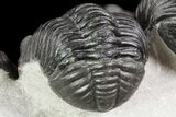 Four Large Pedinopariops Trilobites - Killer Piece! #76395-11